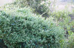 Climbing false buckwheat